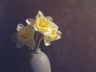 Three daffodils are in a vase on a gray stone background. Image suitable for backgrounds to birthday greeting card, International Women's Day, Mother's Day, Easter