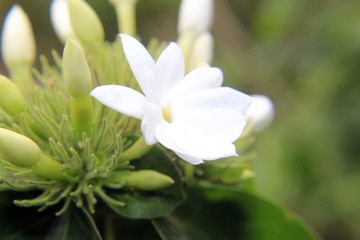 Whitestar jasmine flower  blooming in garden,closeup.Common names confederate jasmine, southern jasmine, Trachelospermum jasminoides, confederate jessamine, and Chinese star jasmine.