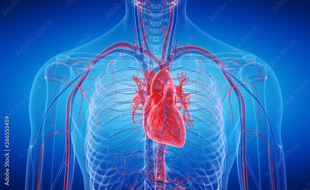 Poster 3d rendered medically accurate illustration of the human heart