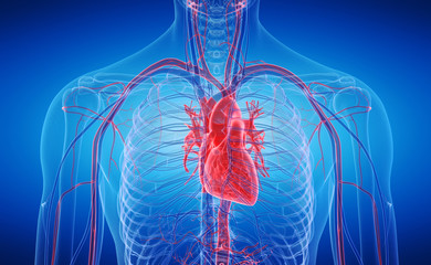 3d rendered medically accurate illustration of the human heart