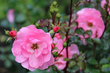 flowers and rosehip buds close-up after rain on green background