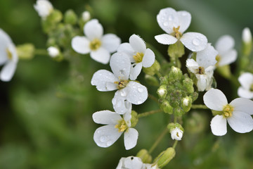 white flowers close-up in the garden