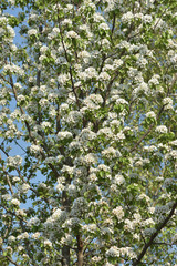 white flowers in the garden