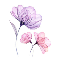 Watercolor transparent floral arrangement of roses bellflower buds leaves branches in pastel pink grey blue violet purple color vintage ornament x-ray, wedding design, stationery print, frame 