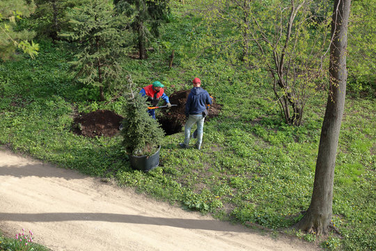 Two handymen with shovels digging a hole for planting conifers in the city park