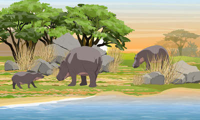 Family of hippos in the African savannah. Parents and cub. Herbivores at a watering place. Wildlife of Africa. Realistic Vector Landscape