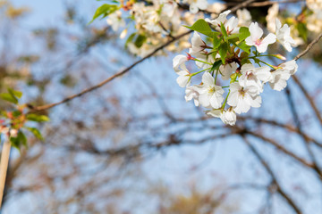 大濠公園に咲く桜