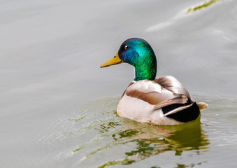 Male duck at a pond in southern Germany