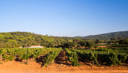 Grapevines in Setubal wine region in Portugal