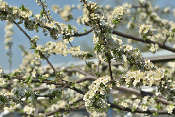 Fototapeta premium Flowering plum tree in the spring garden on a blurred background