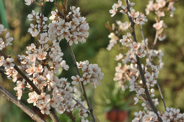 blooming cherry tree in spring