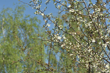 tree in spring