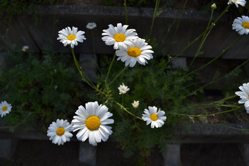 Obraz premium 除虫菊