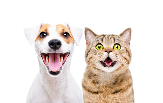 Portrait of cute dog Jack Russell Terrier and cheerful cat Scottish Straight isolated on white background