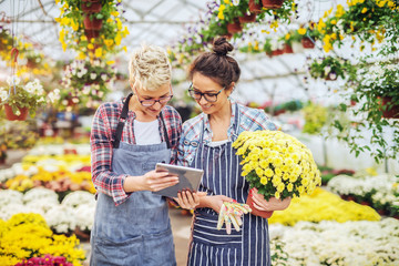 Two beautiful florists standing in greenhouse and looking at tablet. Blonde one holding tablet while brunette holding pot with yellow flowers.