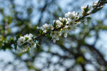 white flowers in spring
