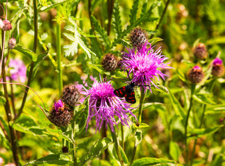 butterfly pestryanka sitting on field cornflower in sunny summer day