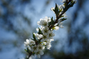 bloom
