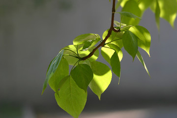 Poplar branch in sun lights