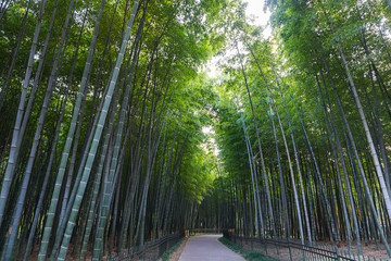 Bamboo forest, Hangzhou Zhejiang, China