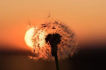 Washable wall murals Dandelion Silhouette of a dandelion on a background of a sunset in summer