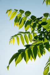 Beautiful green leaves of a manchurian nut in sunlight against a blue sky