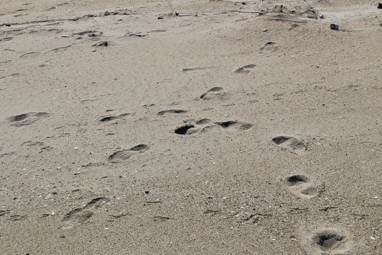 Footprints on the sandy beach.  Going straight and turn back.