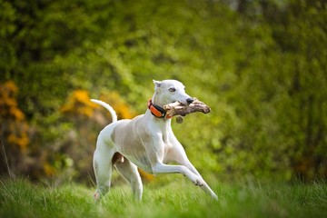 The Whippet