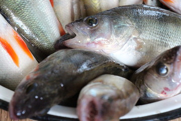 fresh caught fish