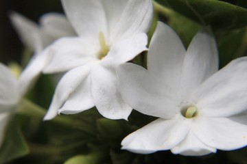 Fototapeta na wymiar Whitestar jasmine flower blooming in garden,closeup.Common names confederate jasmine, southern jasmine, Trachelospermum jasminoides, confederate jessamine, and Chinese star jasmine.