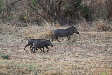 warthog family 