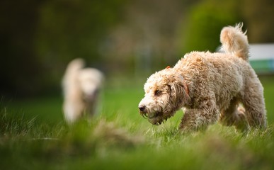 The Cockapoo