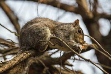 Esquilos soltos no parque a procura de comida de preferencia nozes