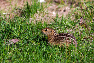 Thirteen-lined ground squirrel feeding on prairie grasses and flowers