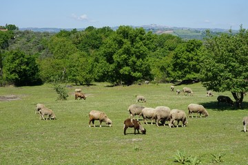 White and brown sheep graze in the meadow