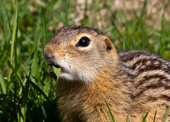 Naklejka na ściany i meble Thirteen-lined ground squirrel feeding on prairie grasses and flowers