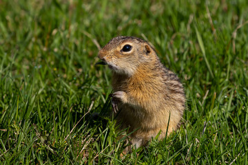 Thirteen-lined ground squirrel feeding on prairie grasses and flowers