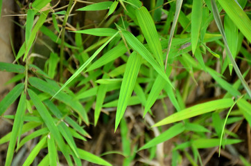 Green leaves in nature are used as background images.