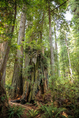 Big green tree forest trail at Redwoods national park spring 