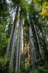 Fototapeta na wymiar Big green tree forest trail at Redwoods national park spring 