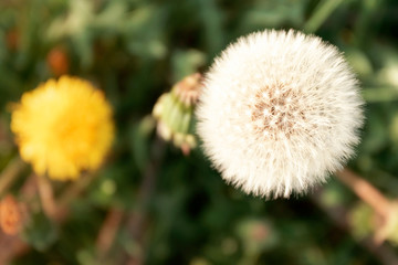 Summer background. Dandelion on green grass. Place for text.