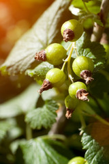 Green unripe currants in the garden