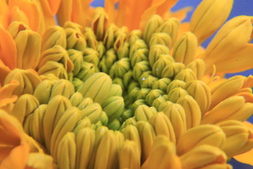 Fototapeta premium Orange marigold macro