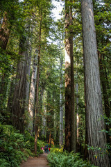Big green tree forest trail at Redwoods national park spring family hiking hikers