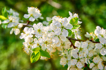 The branches of a blossoming tree. Cherry tree in white flowers.