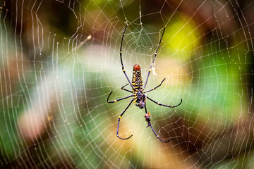 an eight-legged predatory arachnid Spiders have fangs that inject poison into their prey, and most kinds spin webs in which to capture insects.