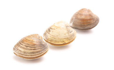 Clams on a White Background