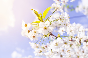 Fototapeta na wymiar Cherry blossoms tree background