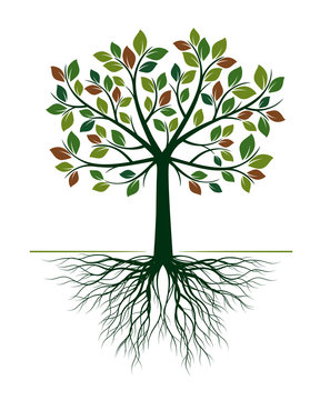 Green Tree with Roots on white background. Vector Illustration.