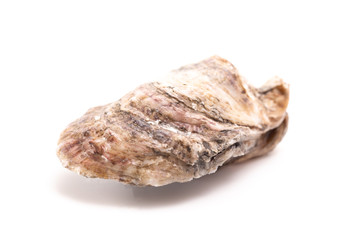 Oysters on a White Background